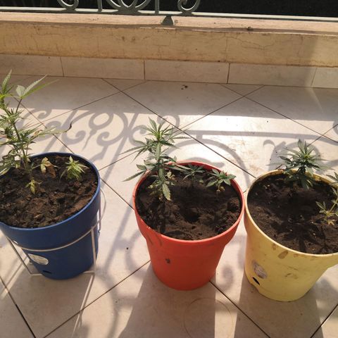 Unknown strain growlog timeline photo