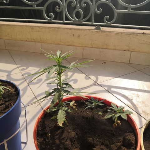Unknown strain growlog timeline photo