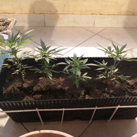 Unknown strain growlog timeline photo