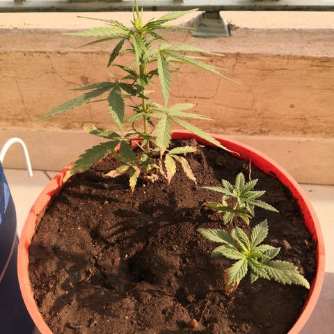 Unknown strain growlog timeline photo