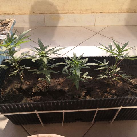 Unknown strain growlog timeline photo