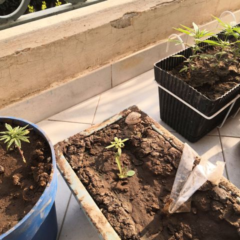 Unknown strain growlog timeline photo