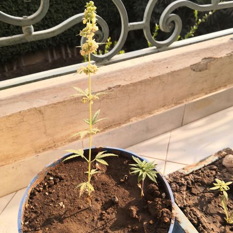 Unknown strain growlog timeline photo