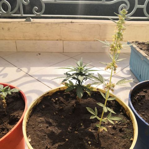 Unknown strain growlog timeline photo