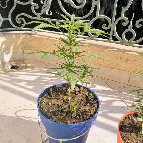 Unknown strain growlog timeline photo