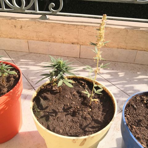 Unknown strain growlog timeline photo
