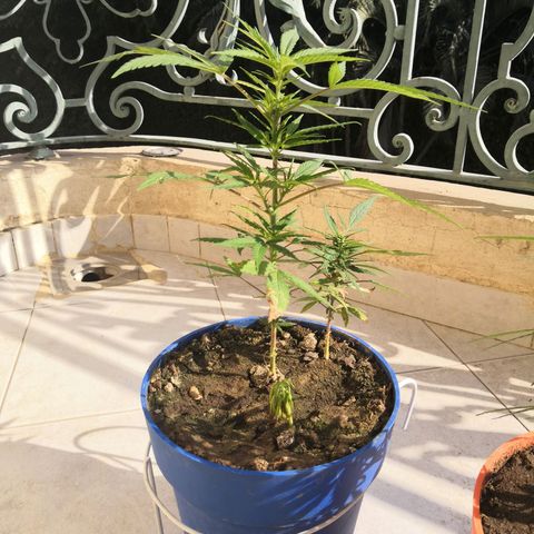 Unknown strain growlog timeline photo