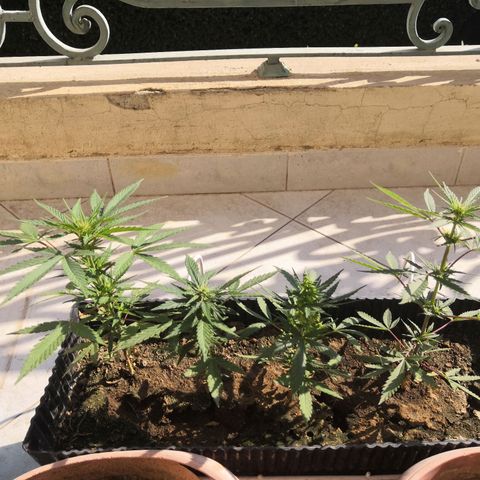 Unknown strain growlog timeline photo