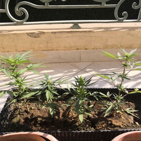 Unknown strain growlog timeline photo