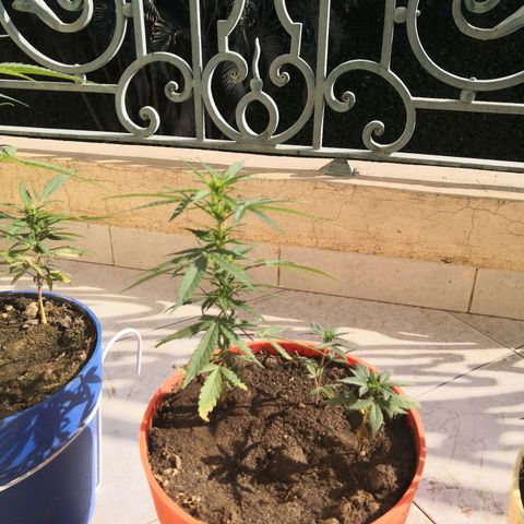 Unknown strain growlog timeline photo