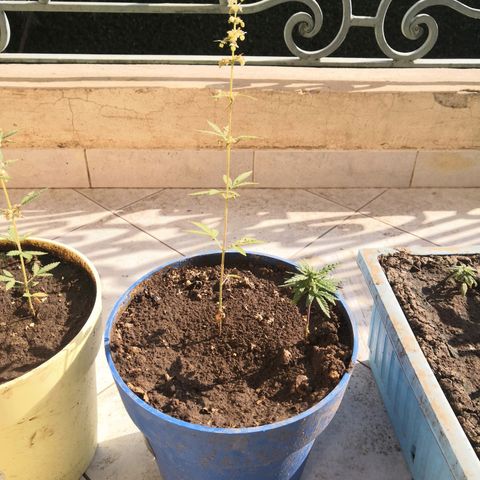 Unknown strain growlog timeline photo