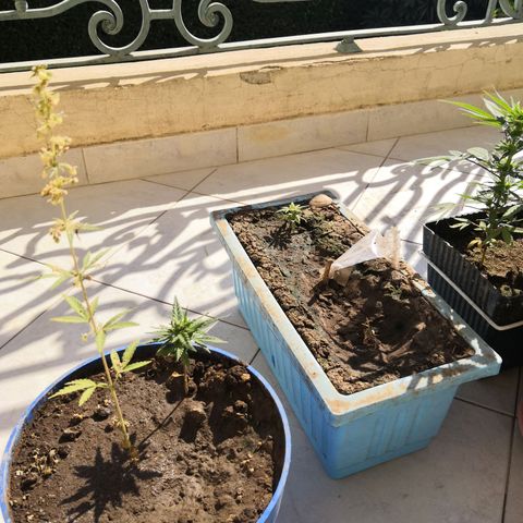 Unknown strain growlog timeline photo
