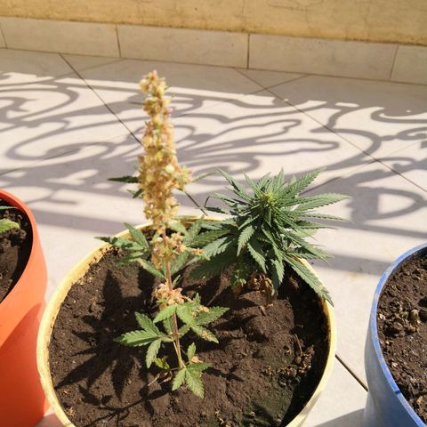 Unknown strain growlog timeline photo