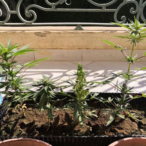 Unknown strain growlog timeline photo