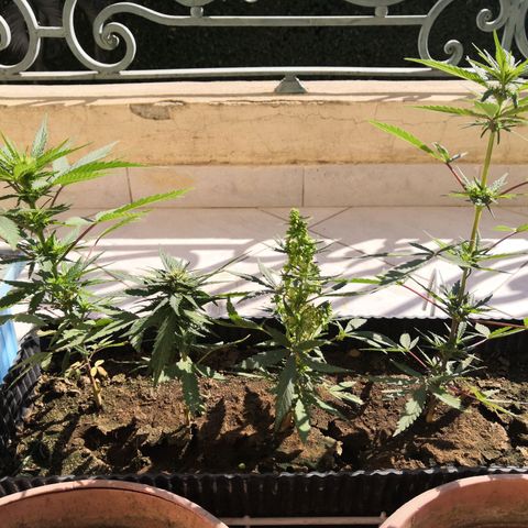 Unknown strain growlog timeline photo