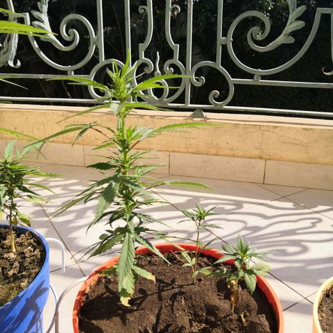 Unknown strain growlog timeline photo