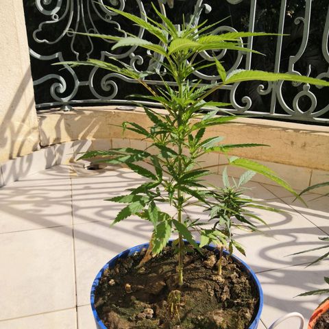 Unknown strain growlog timeline photo