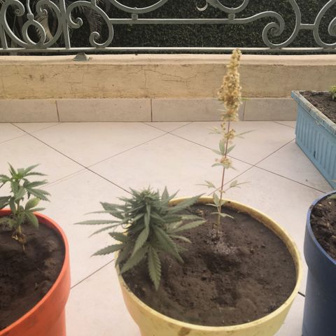 Unknown strain growlog timeline photo