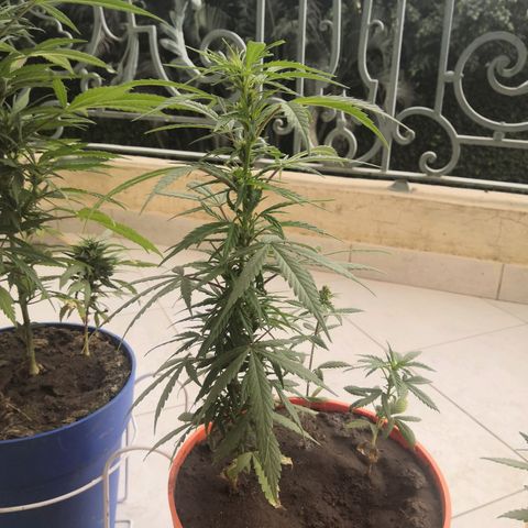 Unknown strain growlog timeline photo
