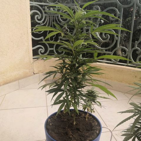 Unknown strain growlog timeline photo