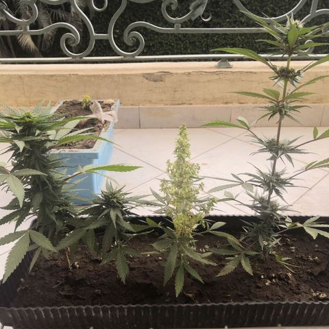 Unknown strain growlog timeline photo