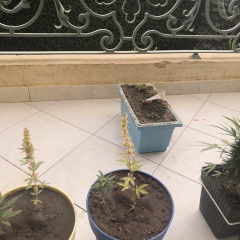 Unknown strain growlog timeline photo