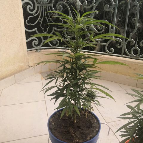 Unknown strain growlog timeline photo