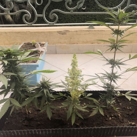 Unknown strain growlog timeline photo