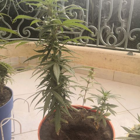Unknown strain growlog timeline photo