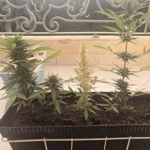 Unknown strain growlog timeline photo
