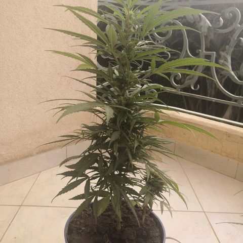 Unknown strain growlog timeline photo
