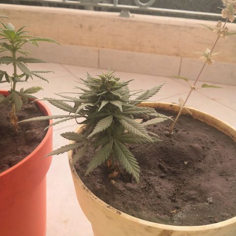 Unknown strain growlog timeline photo