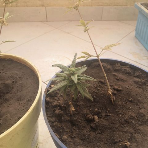 Unknown strain growlog timeline photo