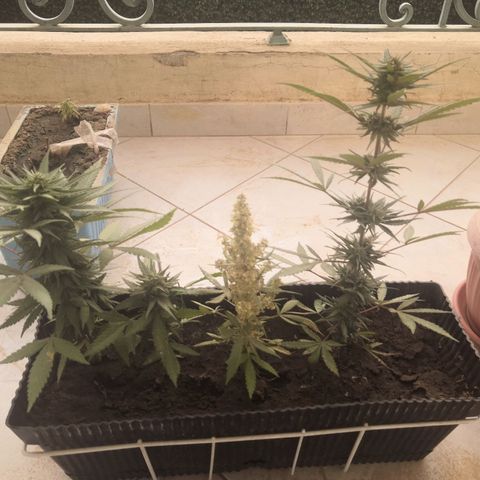 Unknown strain growlog timeline photo