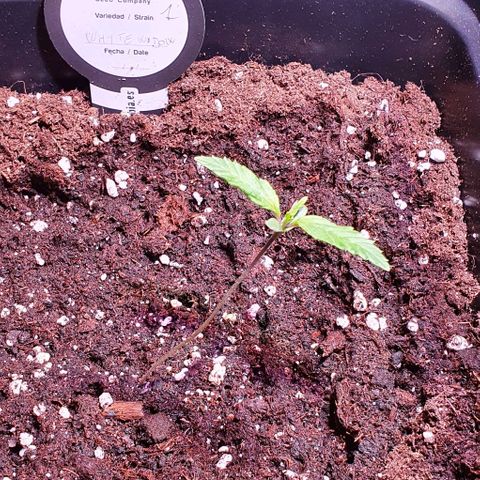 White Widow Automatic #1 growlog timeline photo