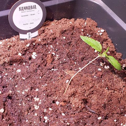 White Widow Automatic #1 growlog timeline photo