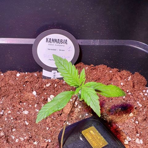 White Widow Automatic #1 growlog timeline photo