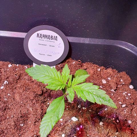 White Widow Automatic #1 growlog timeline photo