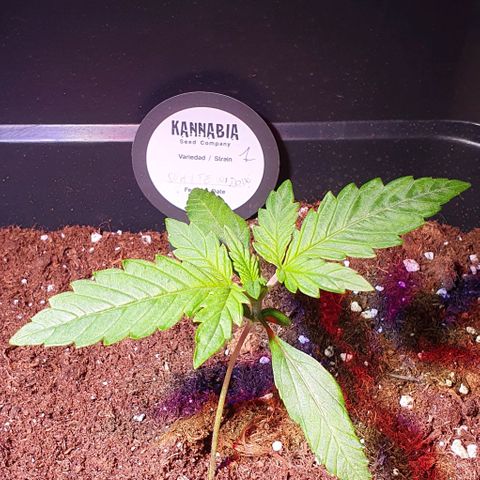 White Widow Automatic #1 growlog timeline photo