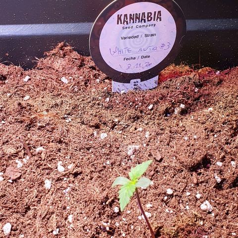 White Widow Automatic growlog timeline photo