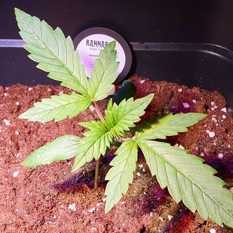 White Widow Automatic #1 growlog timeline photo
