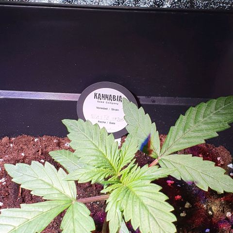 White Widow Automatic #1 growlog timeline photo
