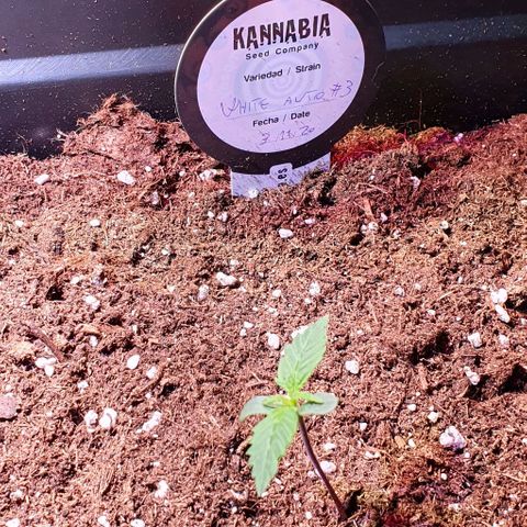 White Widow Automatic growlog timeline photo