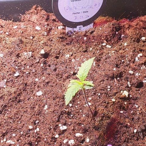 White Widow Automatic growlog timeline photo