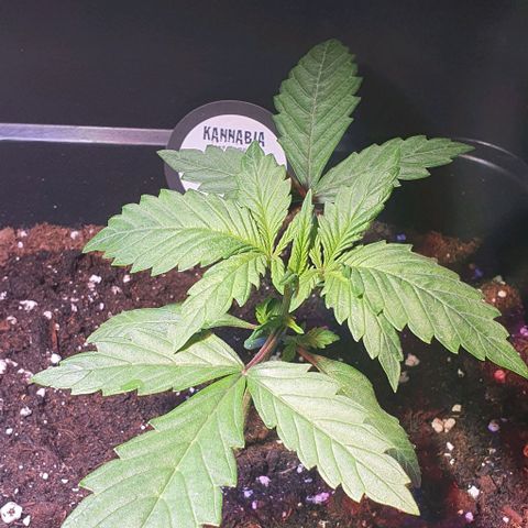 White Widow Automatic #1 growlog timeline photo