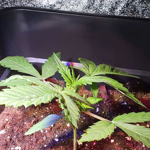 White Widow Automatic #1 growlog photo: Notato ieri una foglia con la punta ad artiglio.