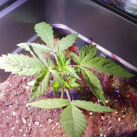 White Widow Automatic #1 growlog photo: Notato ieri una foglia con la punta ad artiglio.