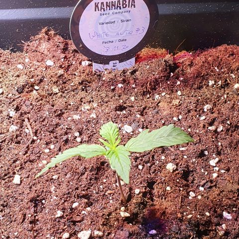 White Widow Automatic growlog timeline photo