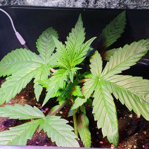White Widow Automatic #1 growlog photo: Avuto alcuni problemi con l'umidità durante la notte, motivo delle foglie arricciate, la pianta comunque sta andando molto bene