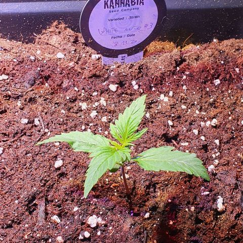 White Widow Automatic growlog timeline photo